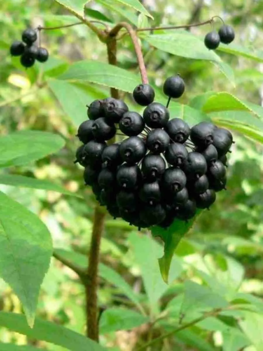 Элеутерококк