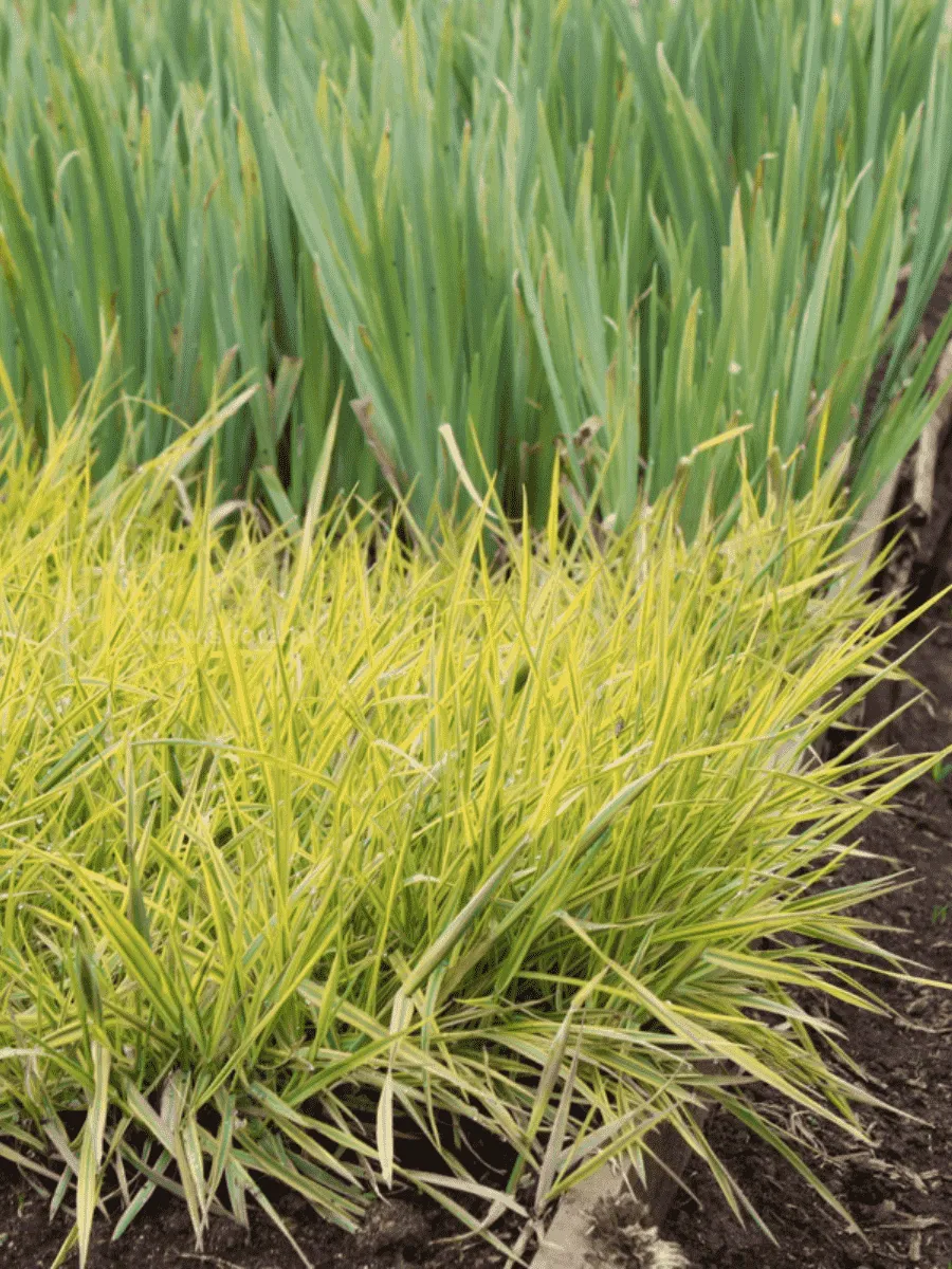 Лисохвост луговой Аureovariegatus