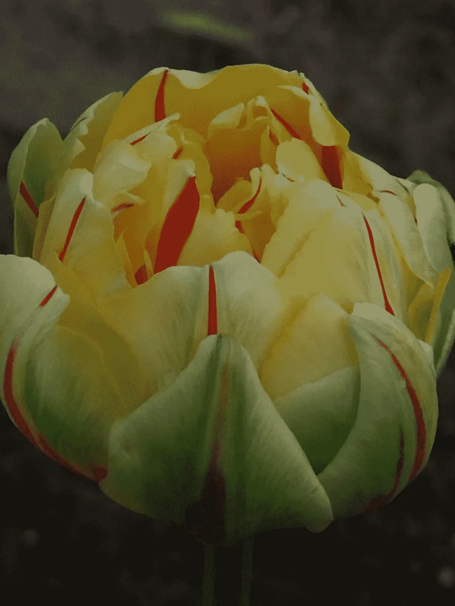 Тюльпан Махровый Glamour Unique