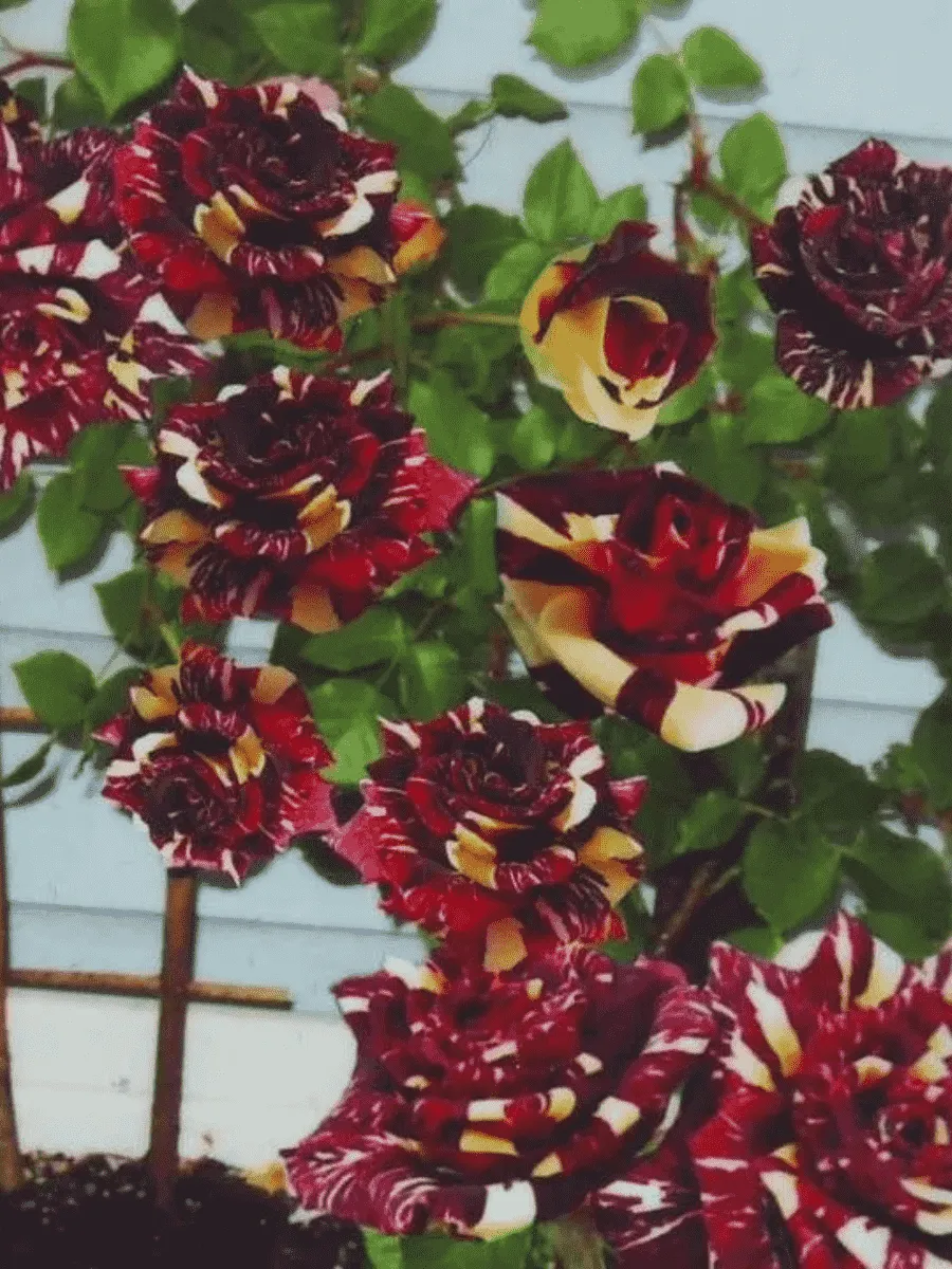 Роза штамбовая Abracadabra