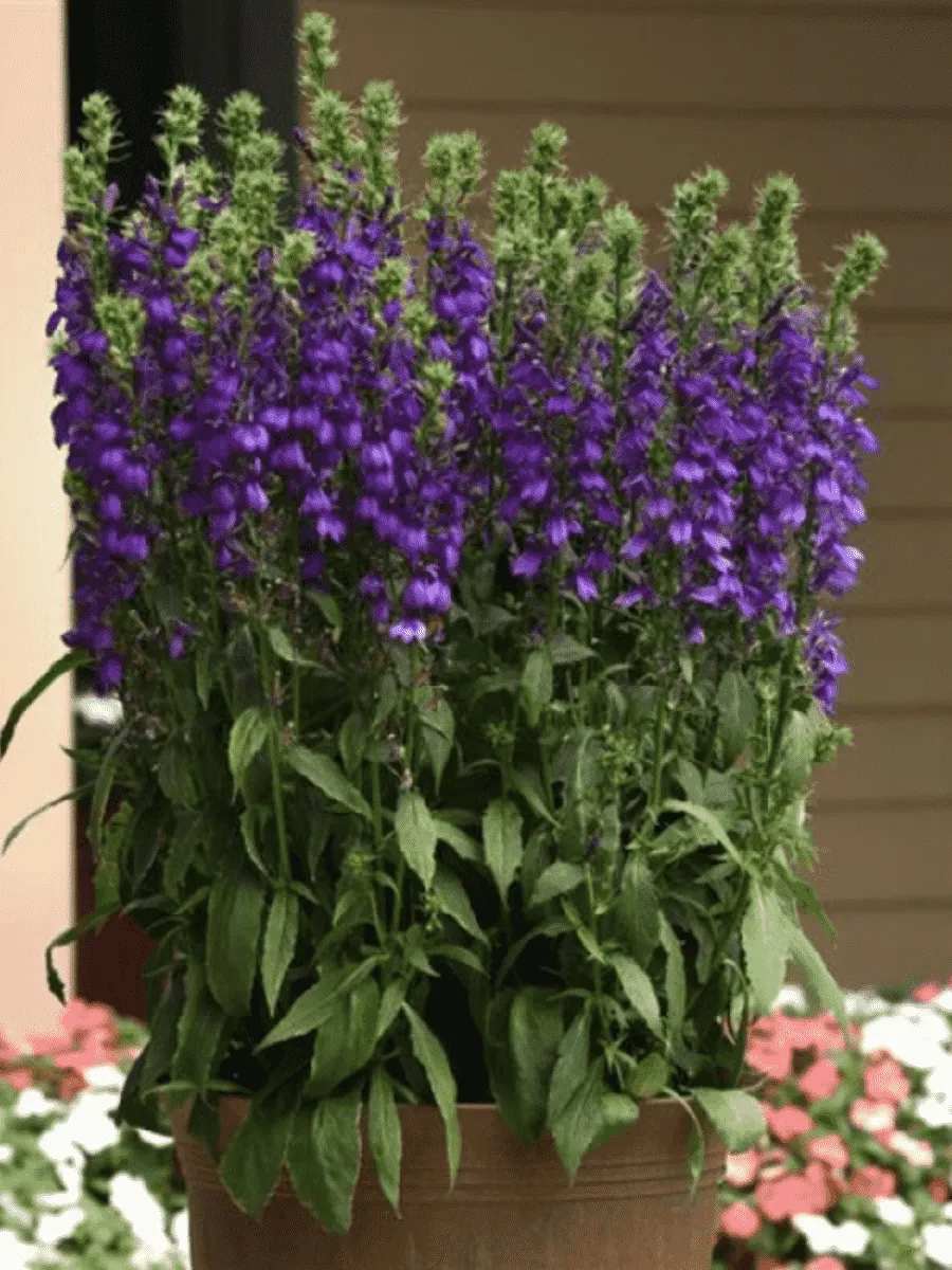 Лобелия прекрасная Starship Blue