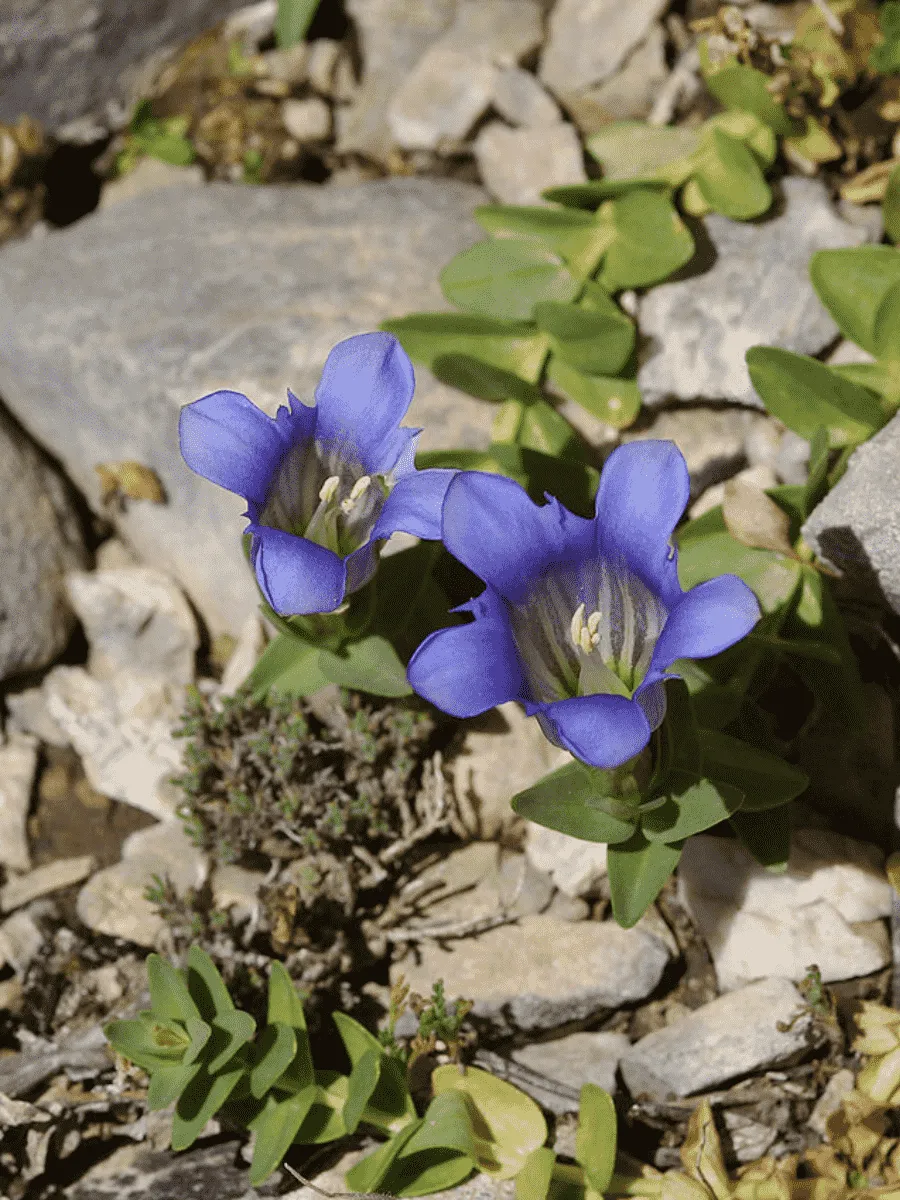 Горечавка тяньшаньская