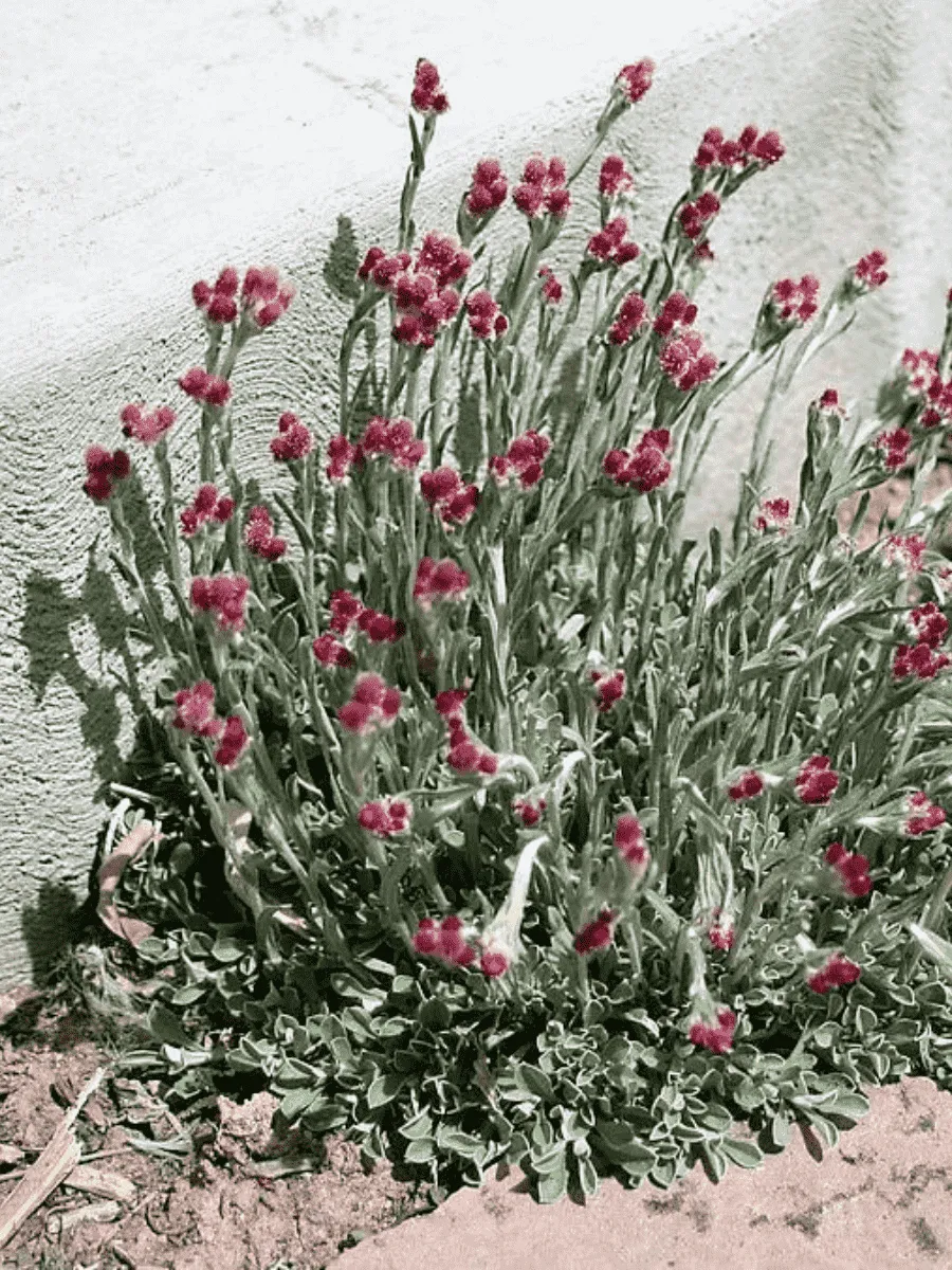 Антеннария двудомная Rubra