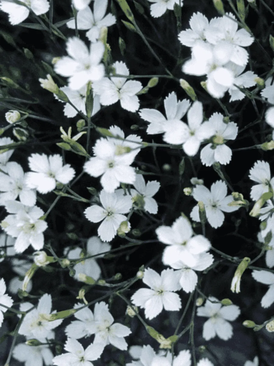 Гвоздика травянка  White