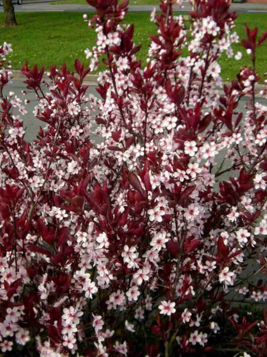 Слива декоративная