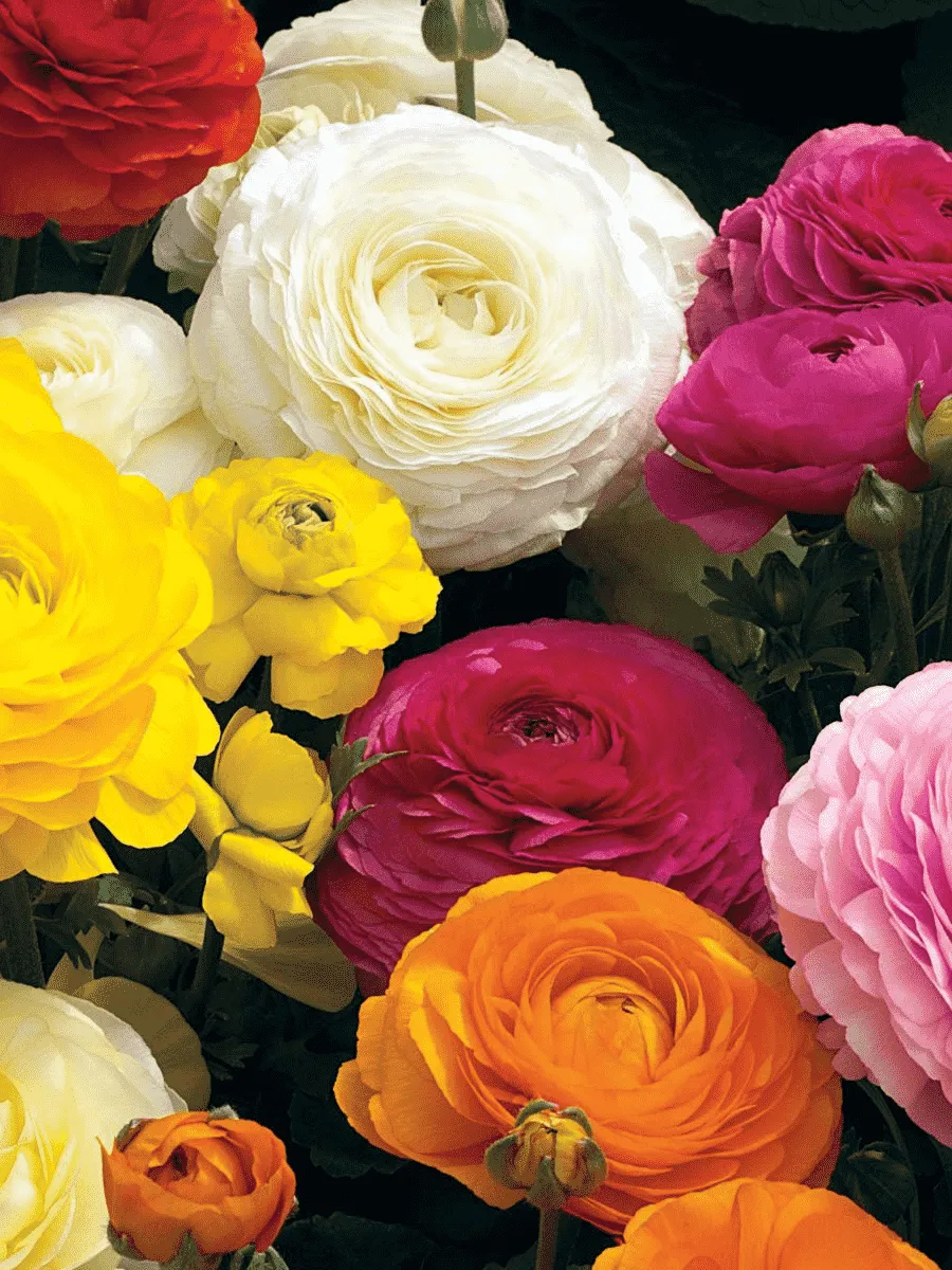 Лютик Азиатский Mixed