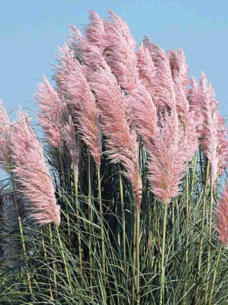 Кортадерия Cелло Rose Plume