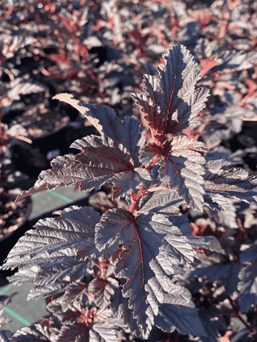 Пузыреплодник калинолистный Little Ninja