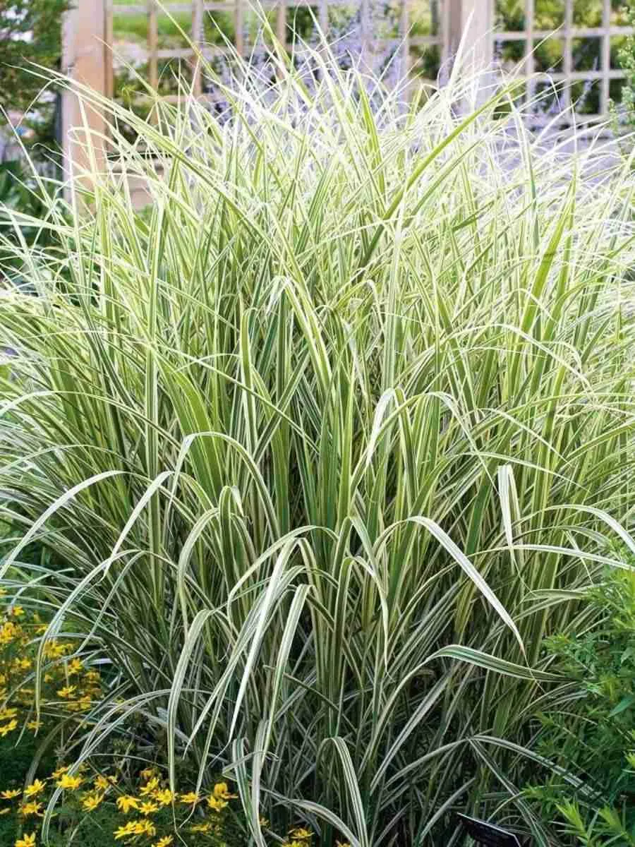 Фалярис тростниковый Elegantissima