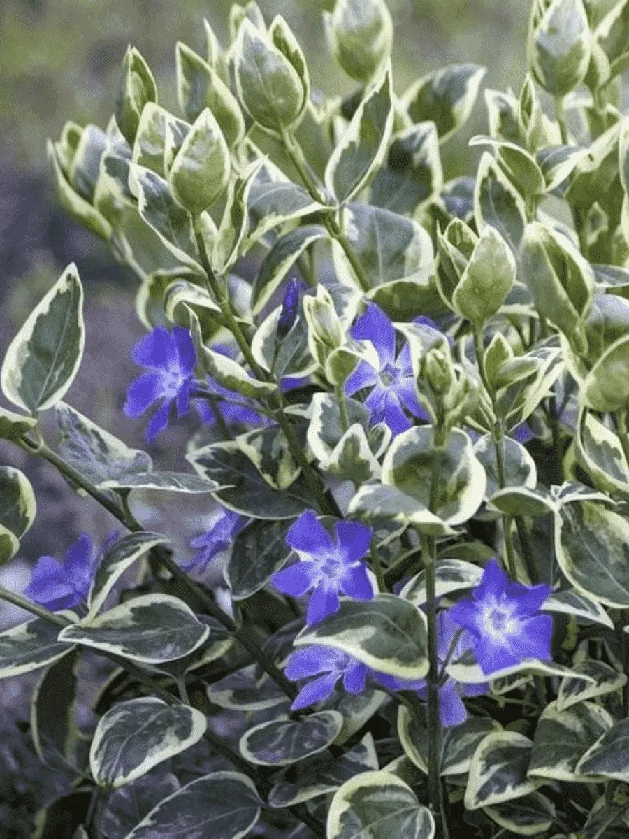 Барвинок малый Highland Variegata