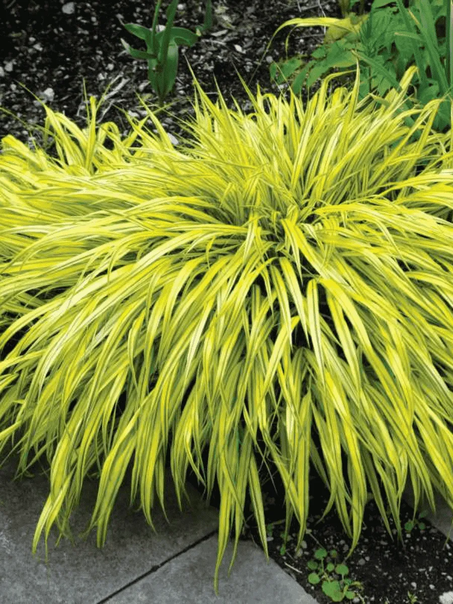 Хаконехлоа большая Aureola