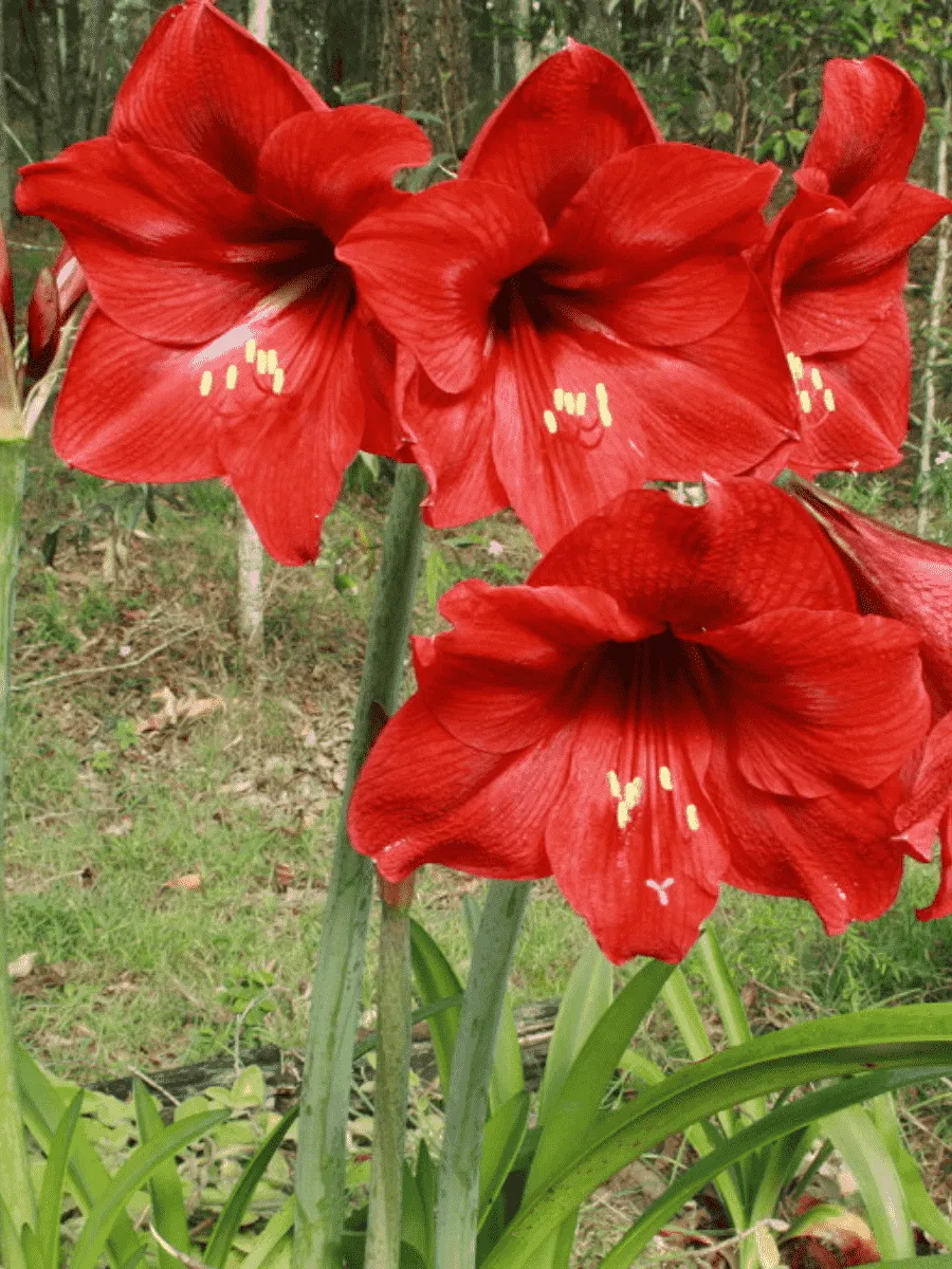 Амариллис Park Red