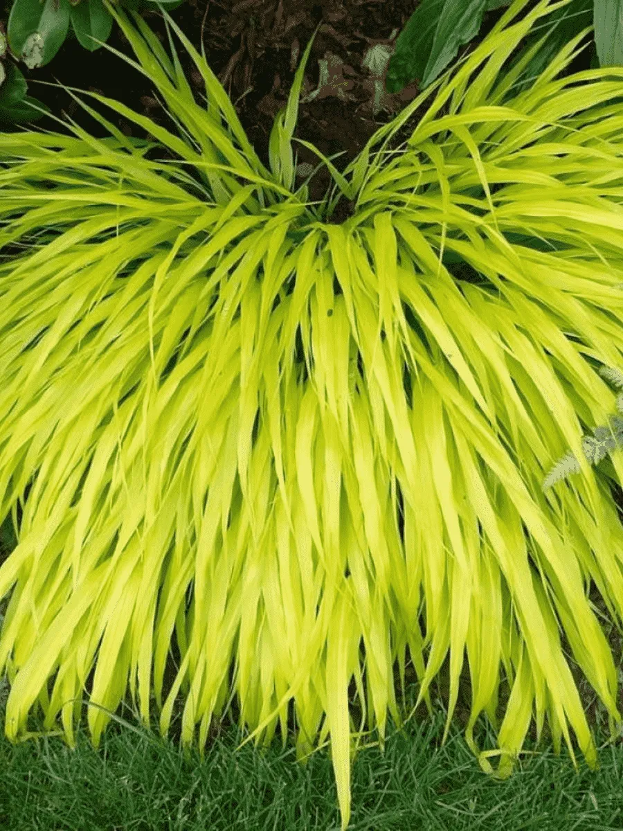 Хаконехлоа большая All Gold