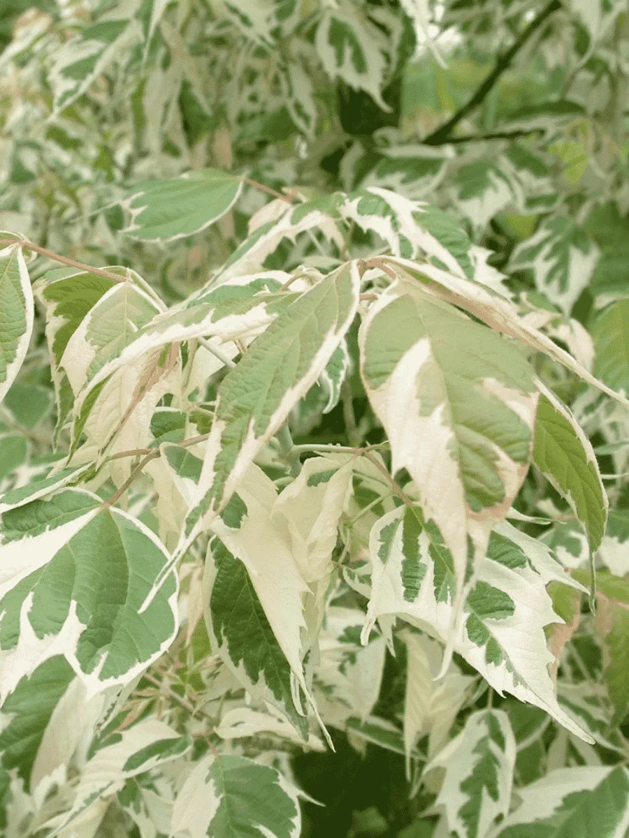 Клен ясенелистный Variegatum