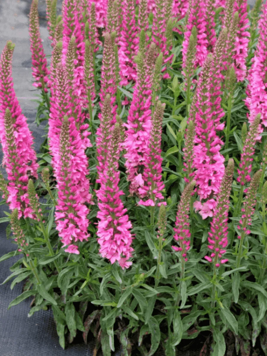 Вероника колосистая Heidekind