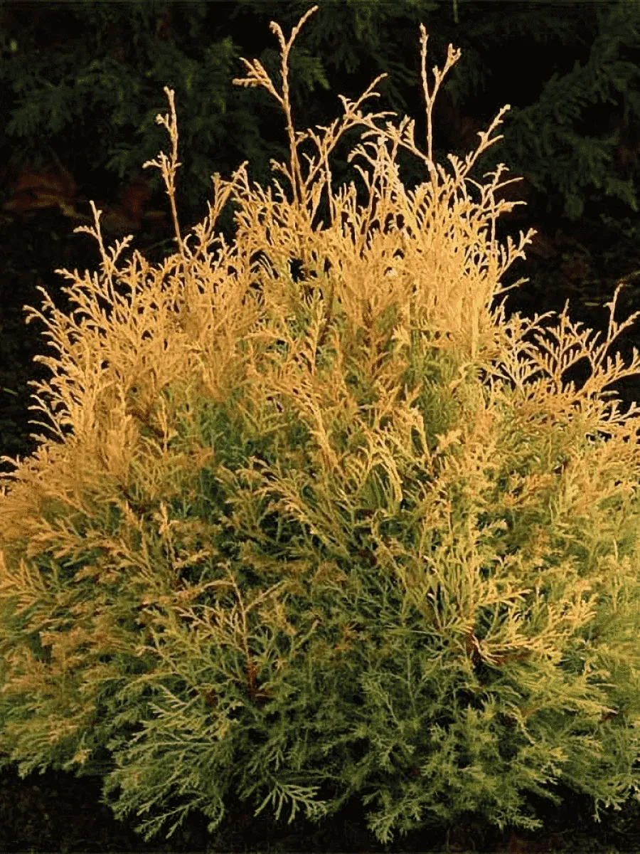 Туя западная Rheingold