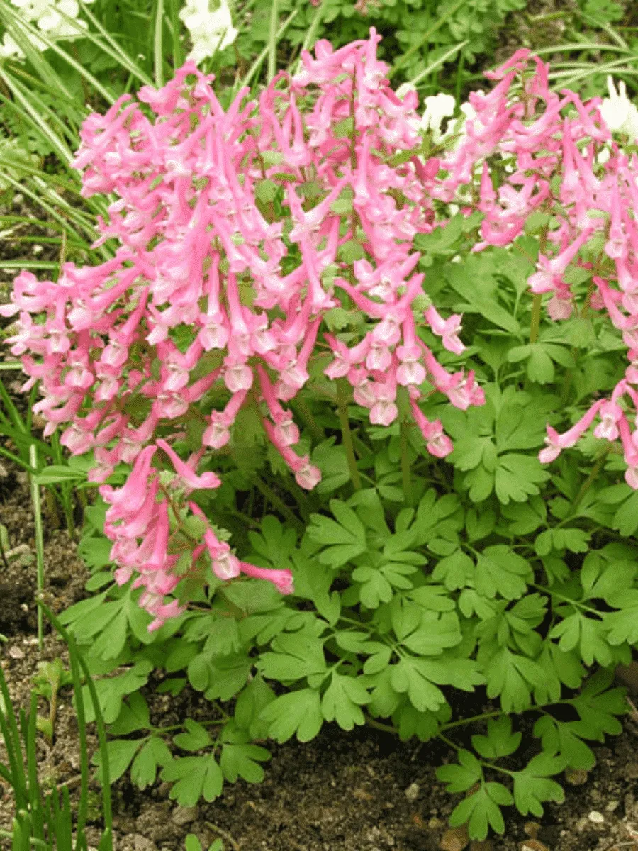 Хохлатка Beth Evans