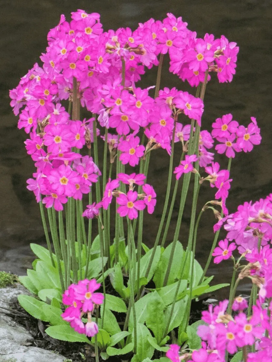 Примула розовая Rosea