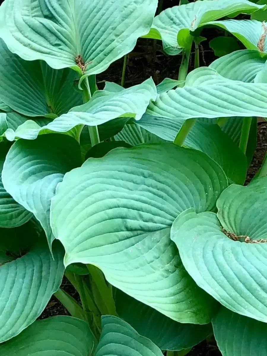 Хоста Blue Umbrellas