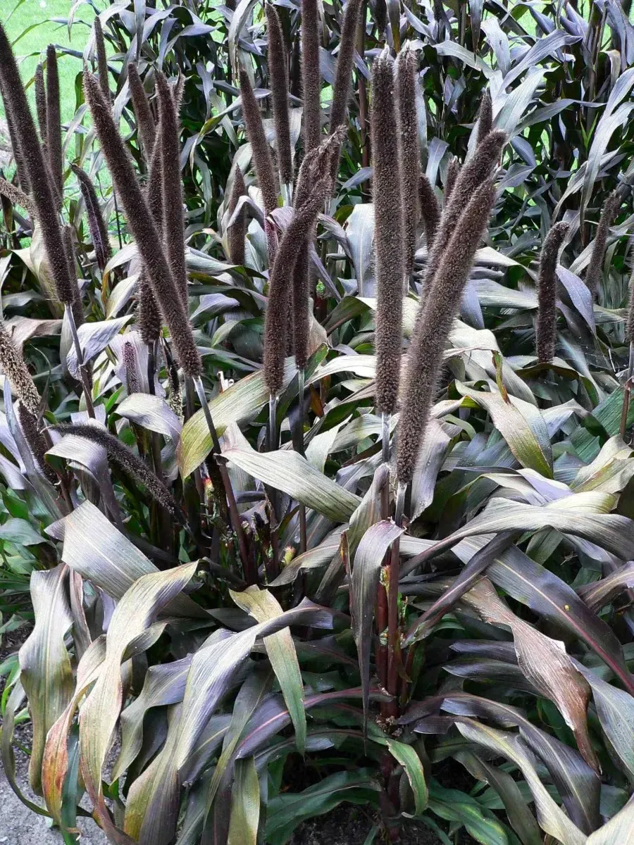 Пеннисетум Purple Baron