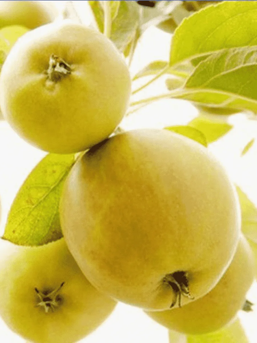 Яблоня Народное