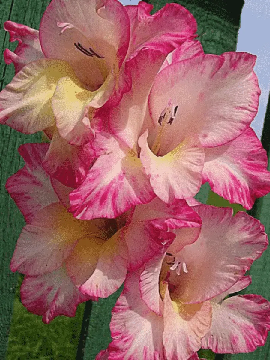 Гладиолус Priscilla