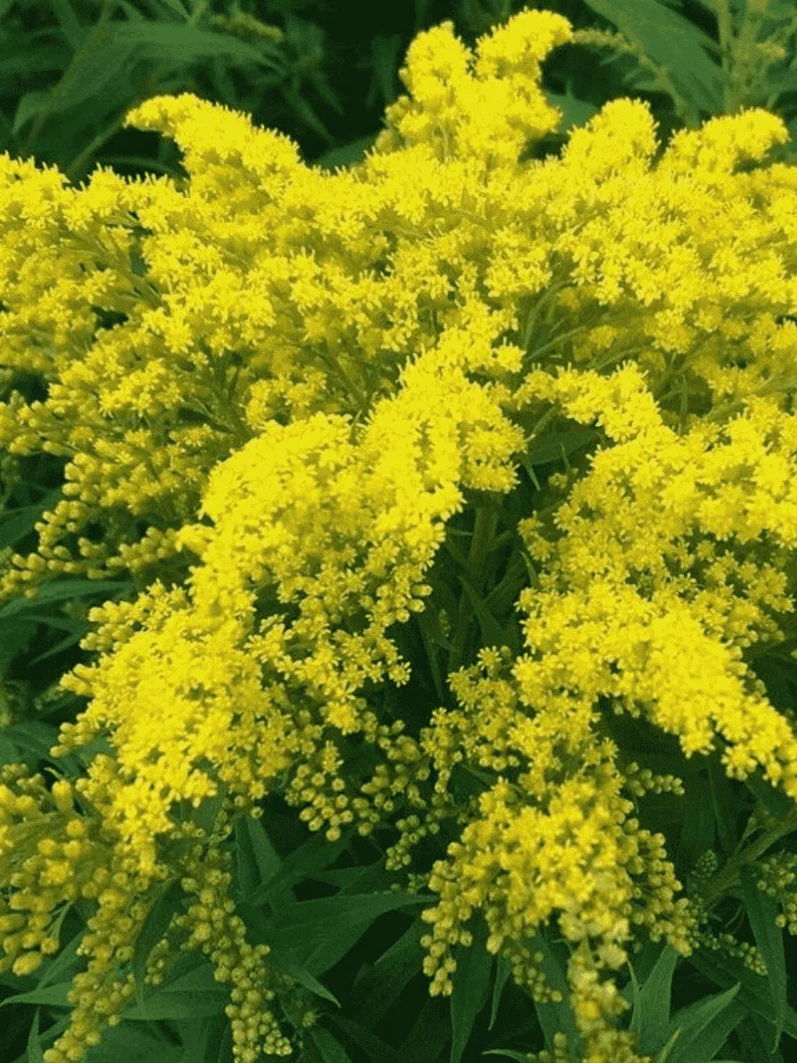 Золотарник канадский Goldkind