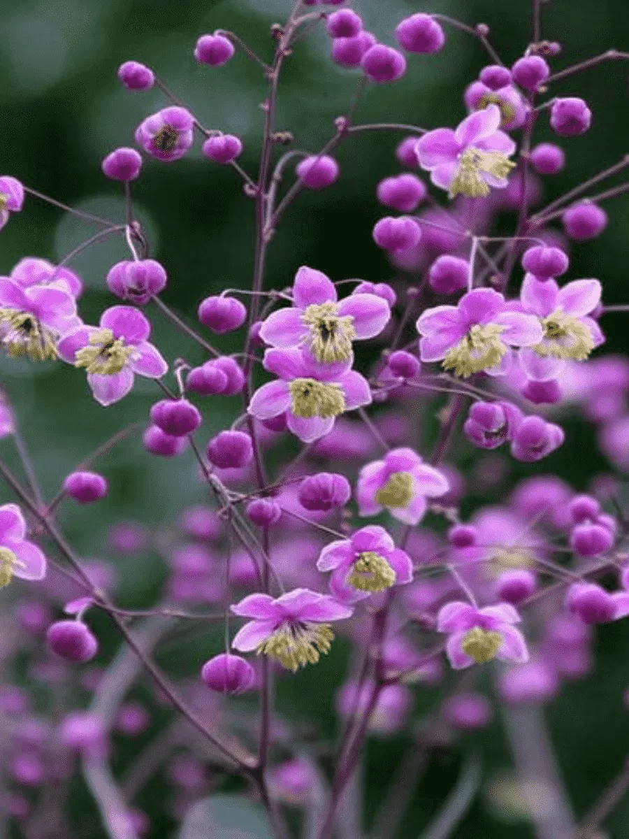 Василистник Делавея