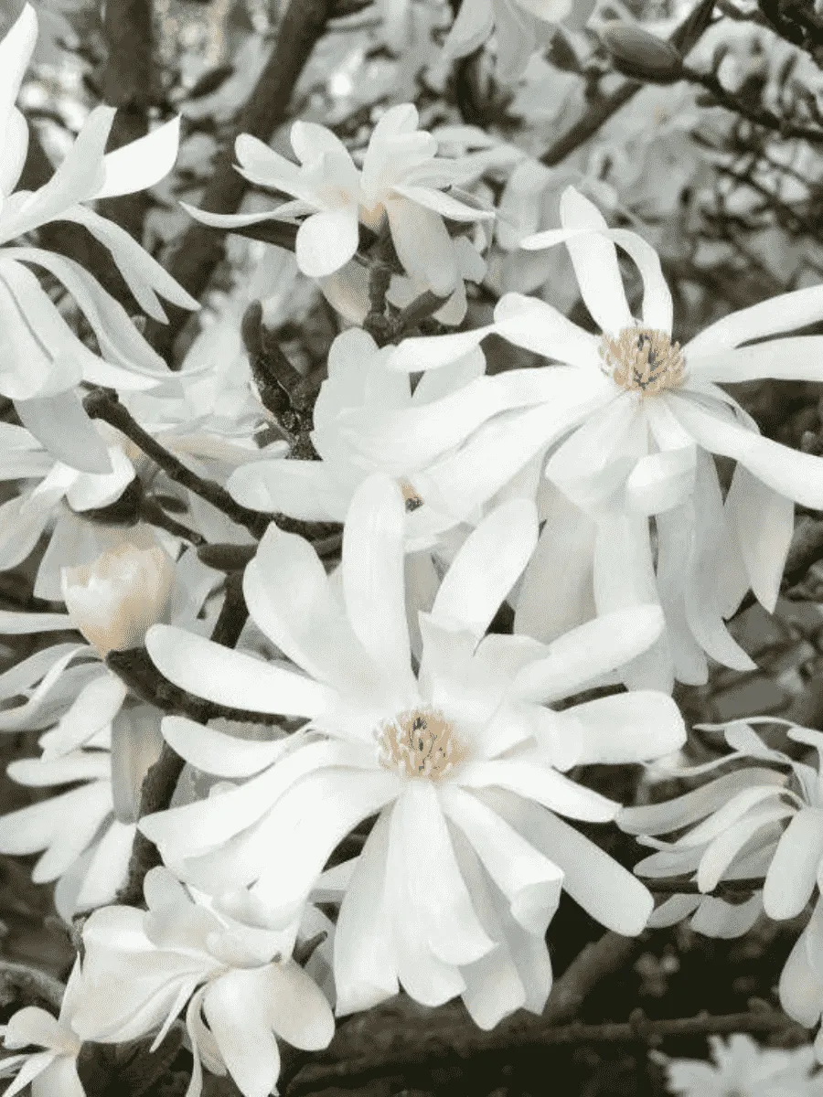 Магнолия звёздчатая Royal Star