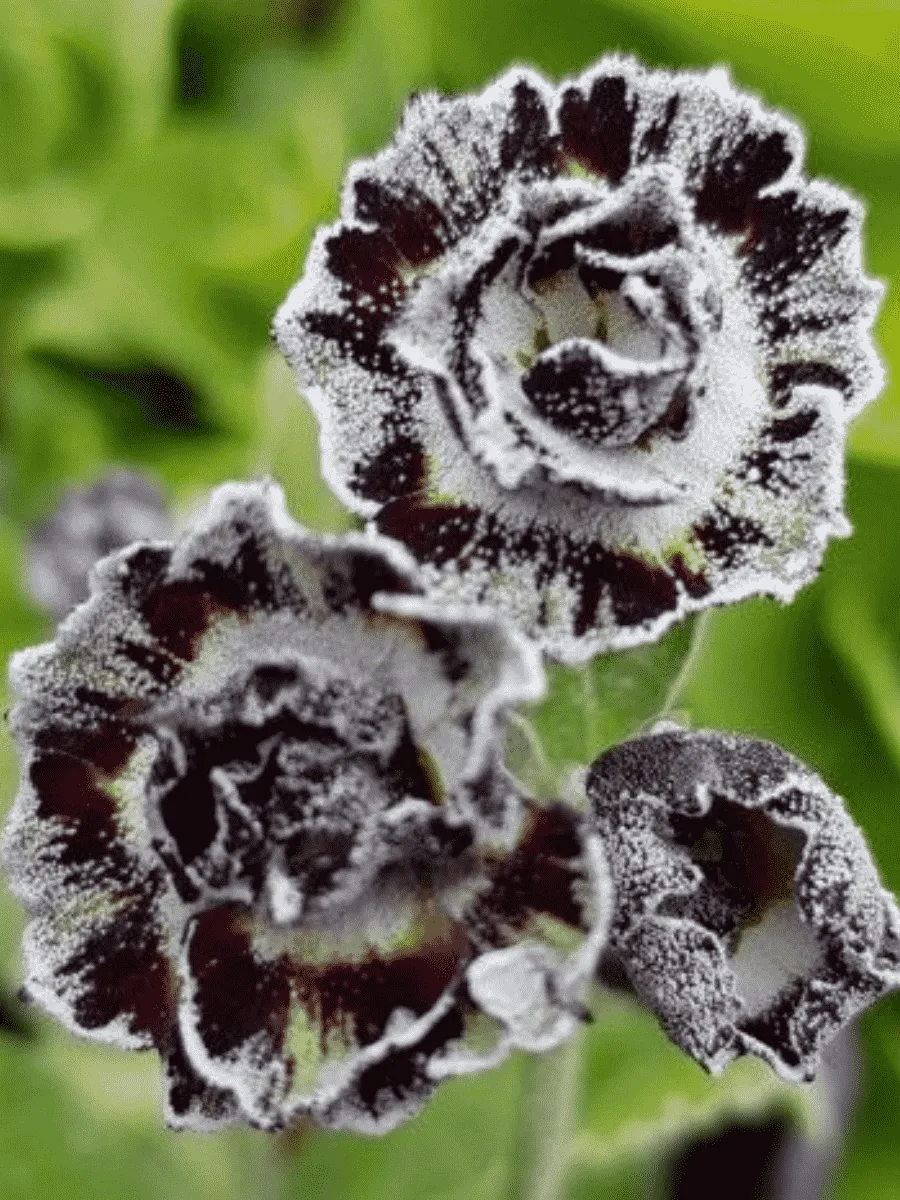 Примула ушковая Merlin Stripe