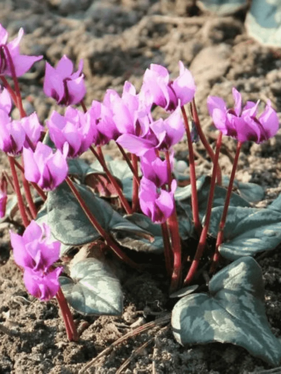 Цикламен косский