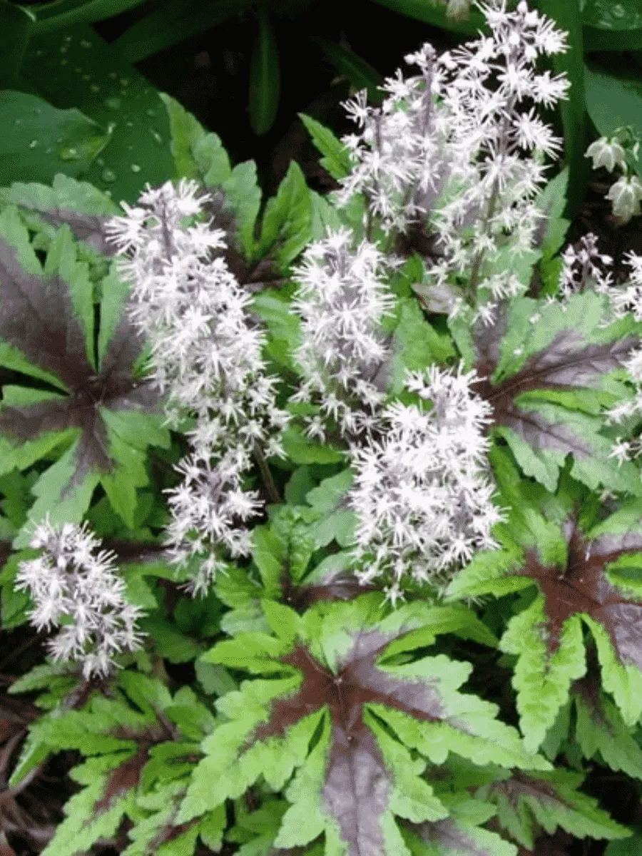 Тиарелла Sugar and Spice