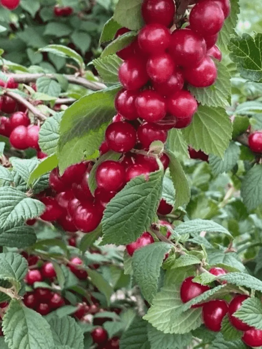 Вишня войлочная Сказочная