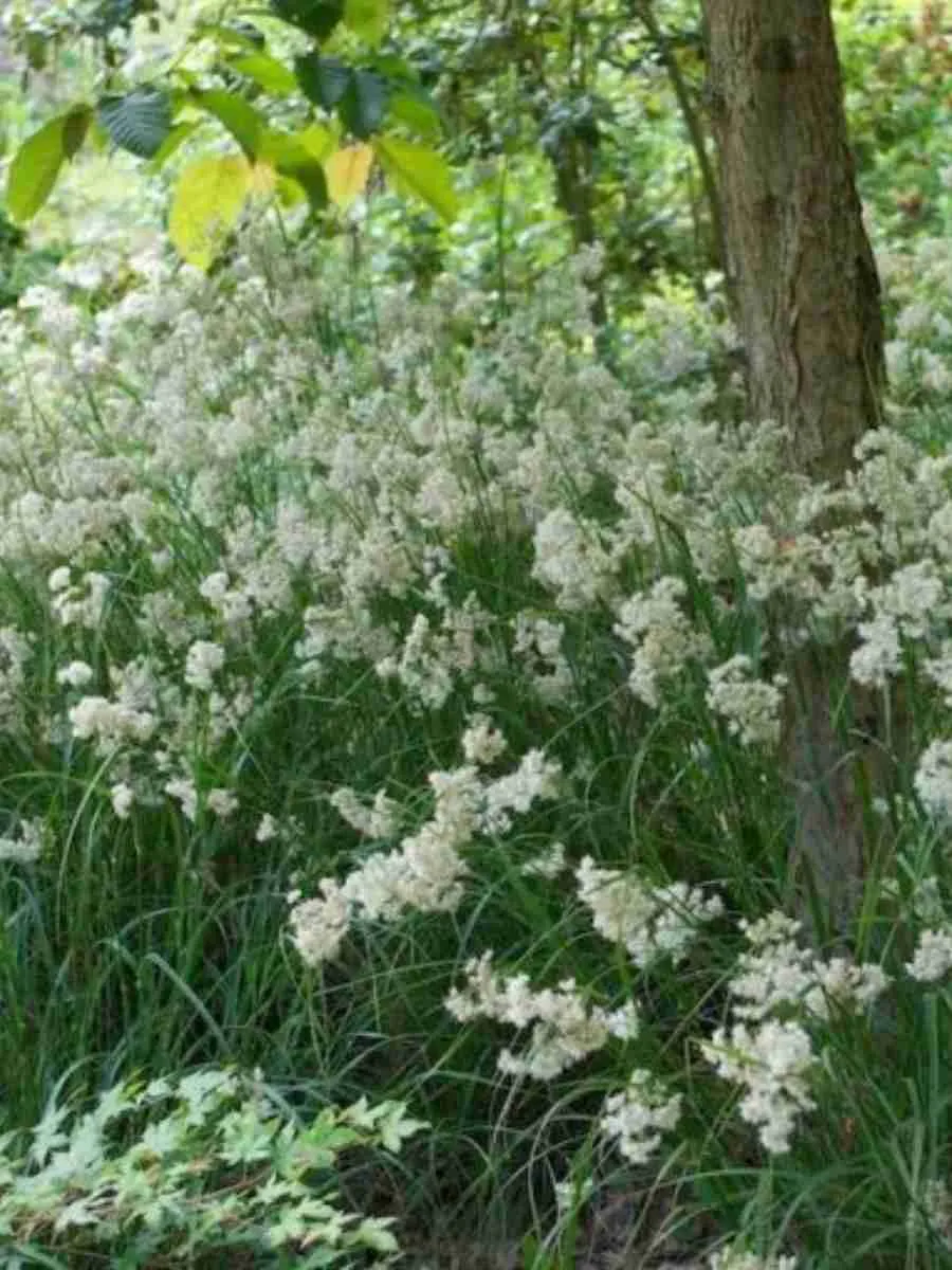 Ожика снежно-белая Lucius