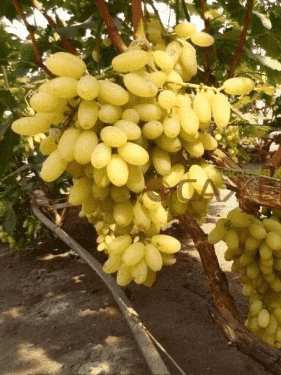 Виноград культурный Столетие