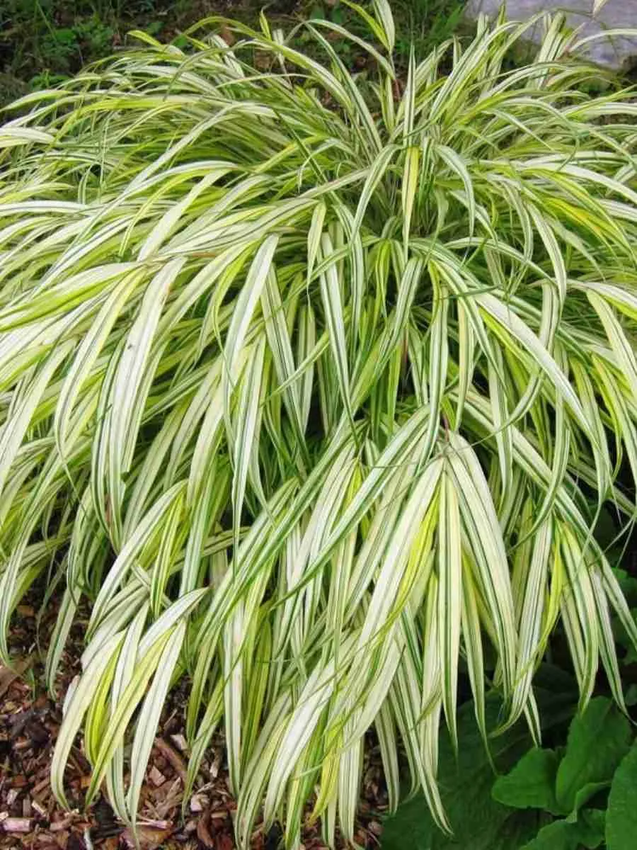 Хаконехлоа большая Aureola