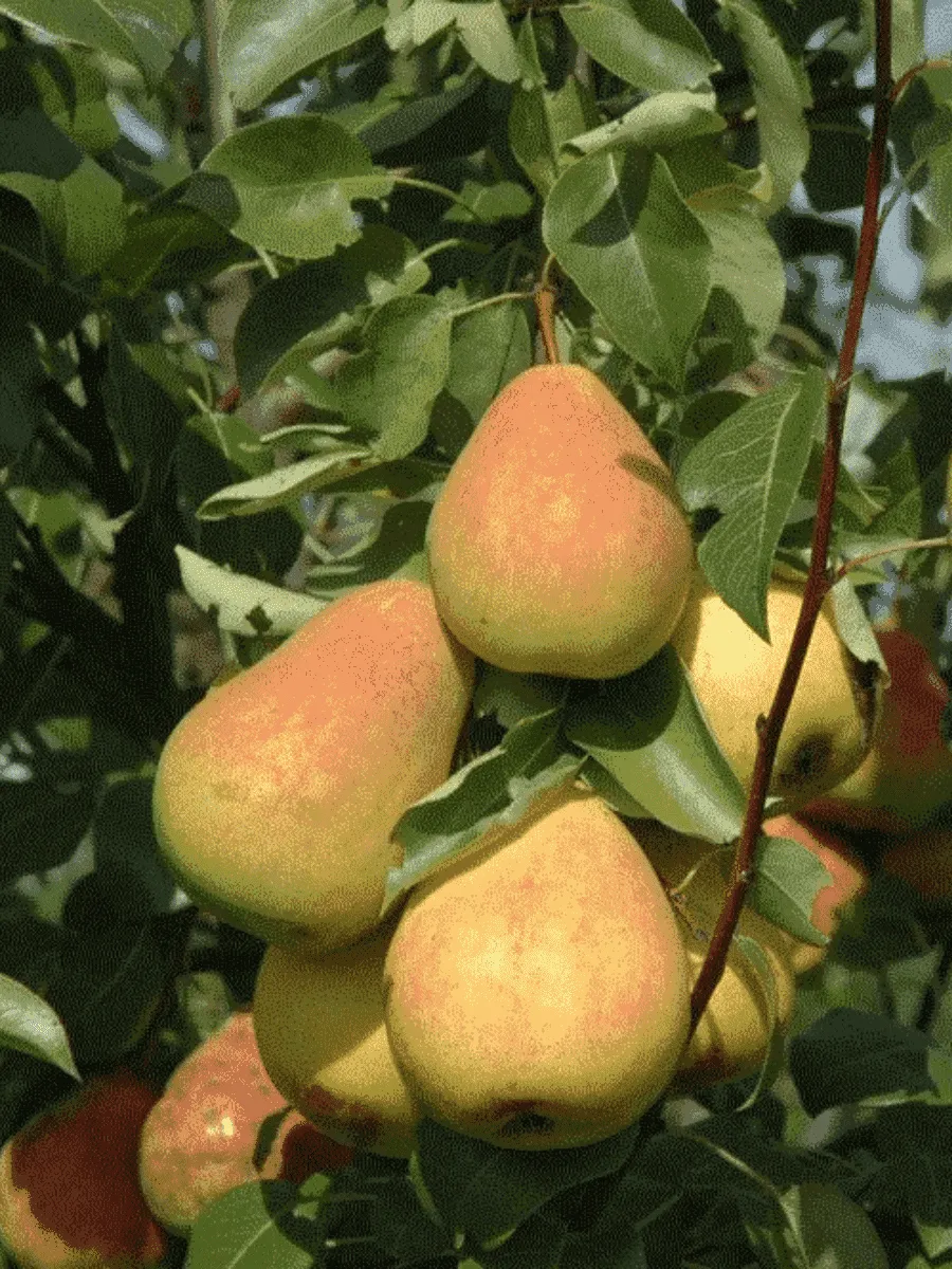 Груша Северянка