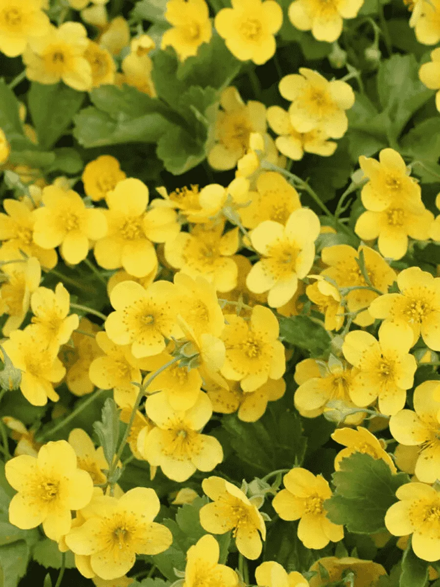 Вальдштейния