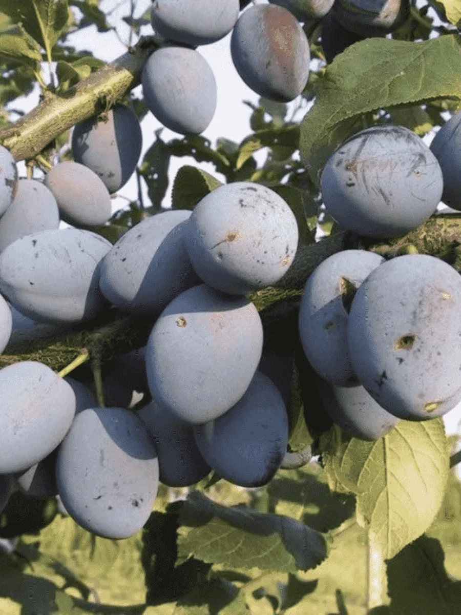 Слива домашняя Синичка