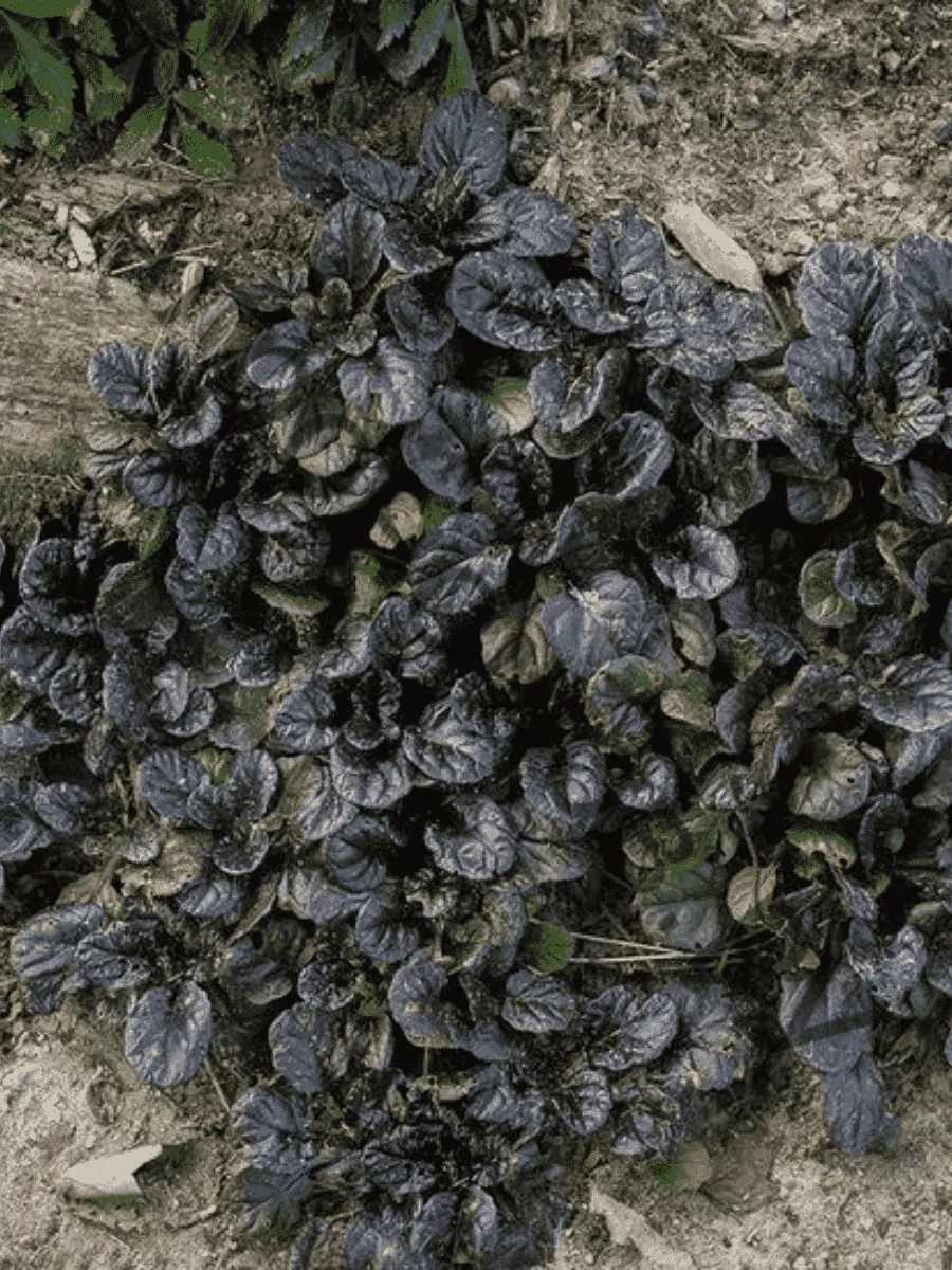 Живучка ползучая Black Scallop