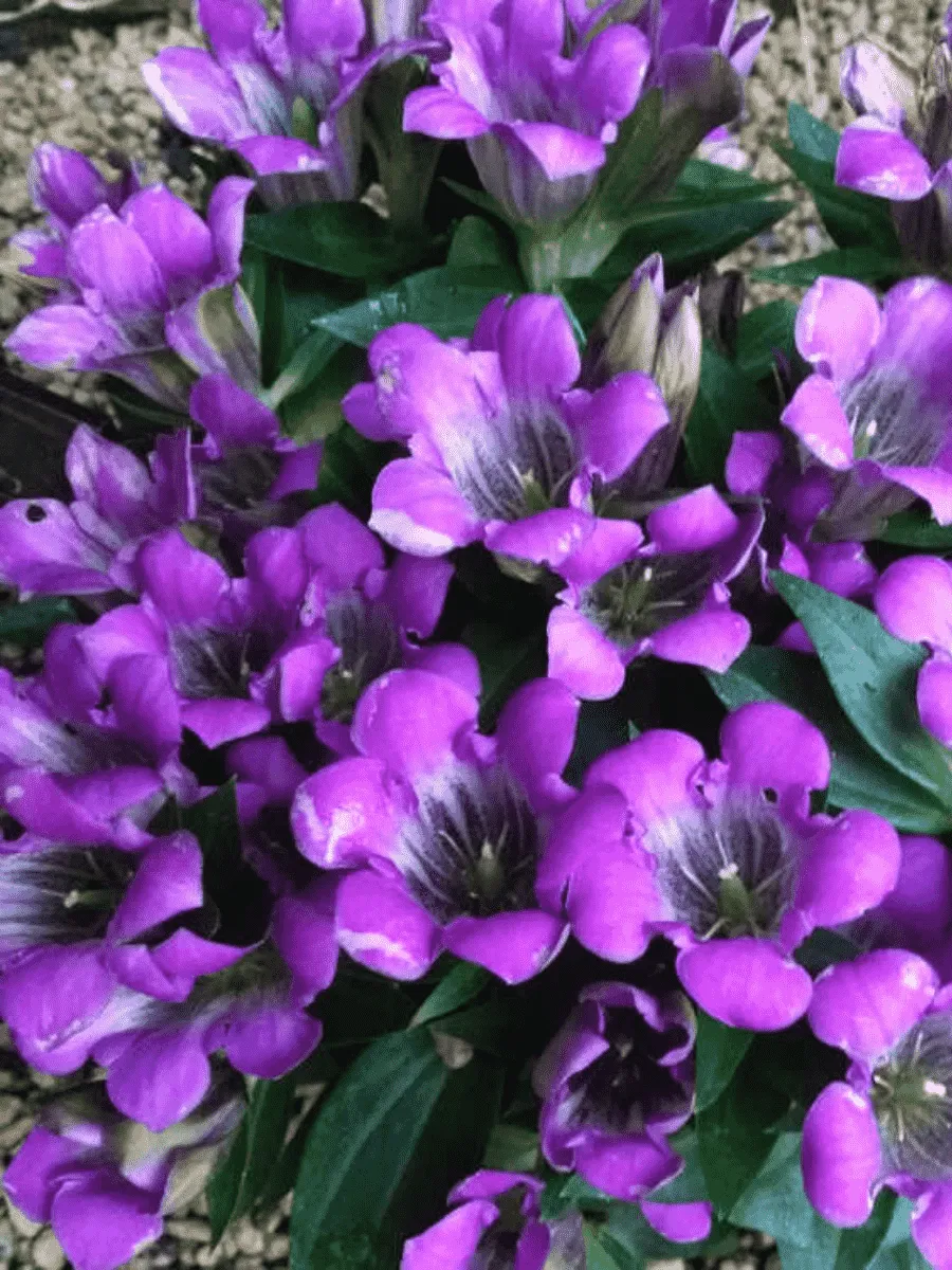 Горечавка шероховатая Zuiko Rindo