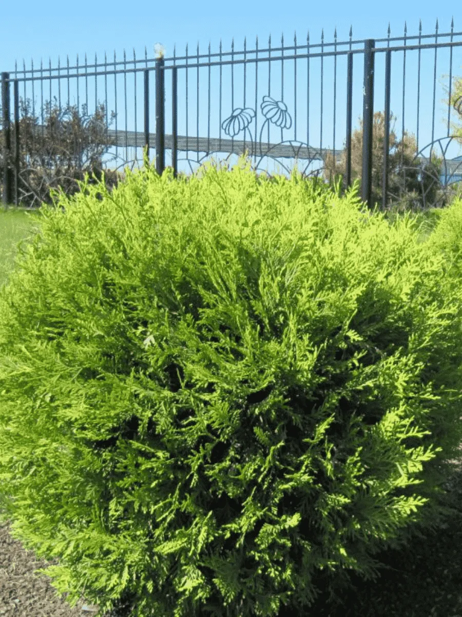 Туя западная Globosa