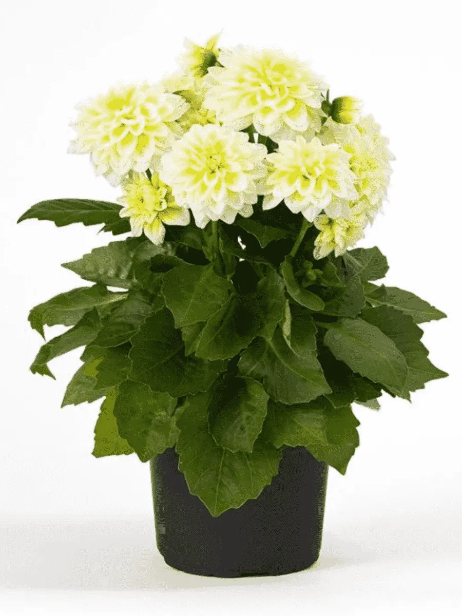 Георгин Dahlietta Select Shirley