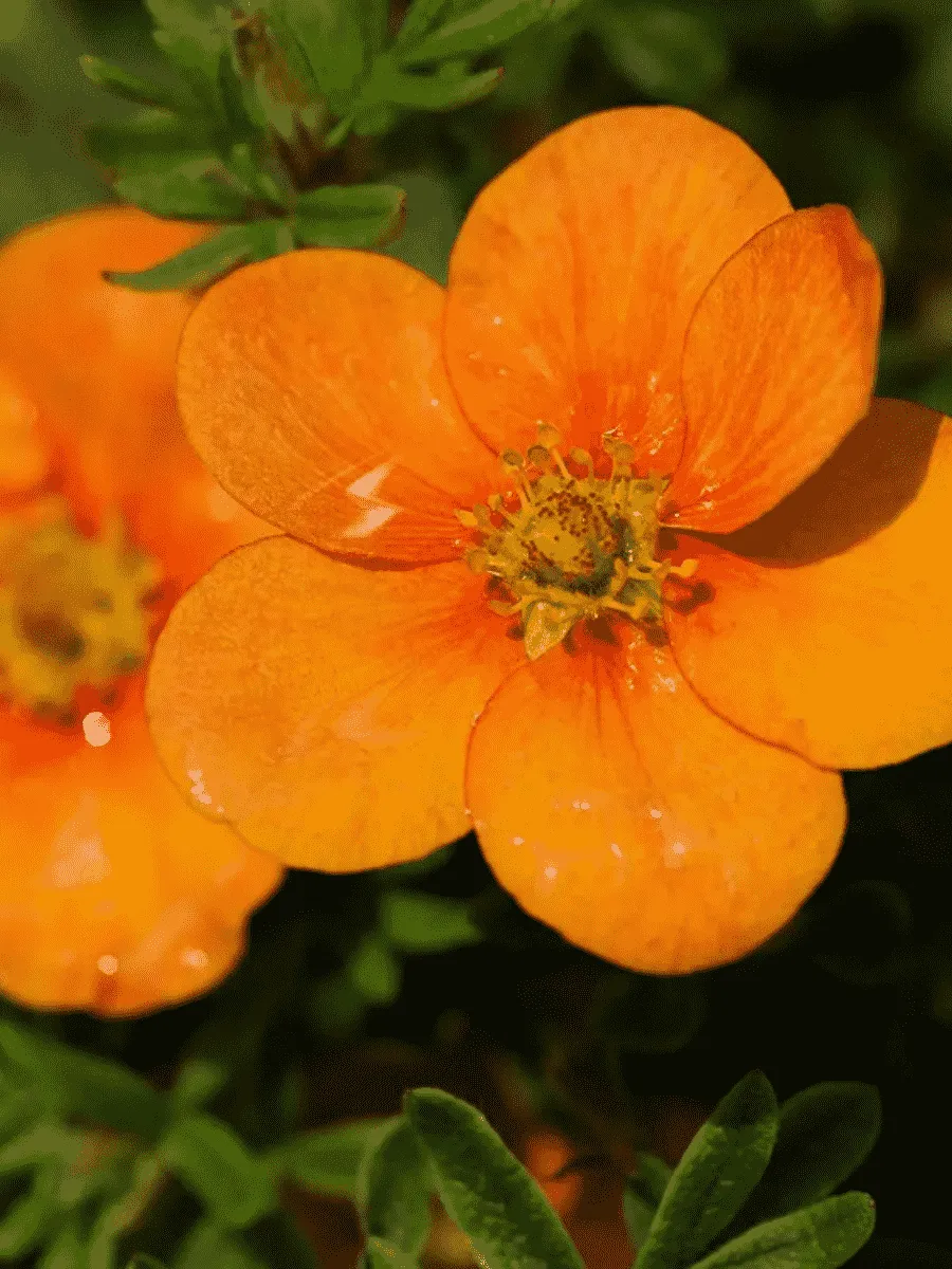 Лапчатка кустарниковая Orange Star