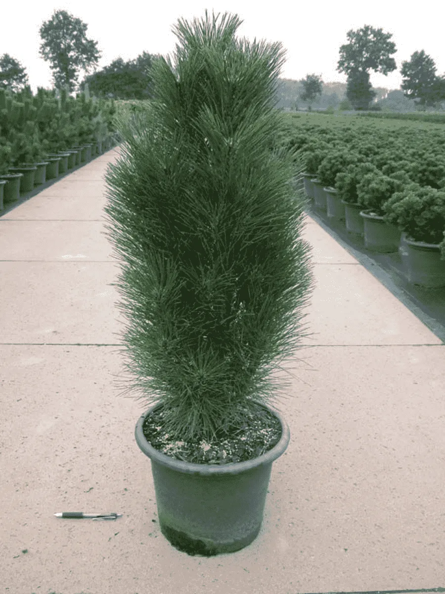 Сосна чёрная Green Tower