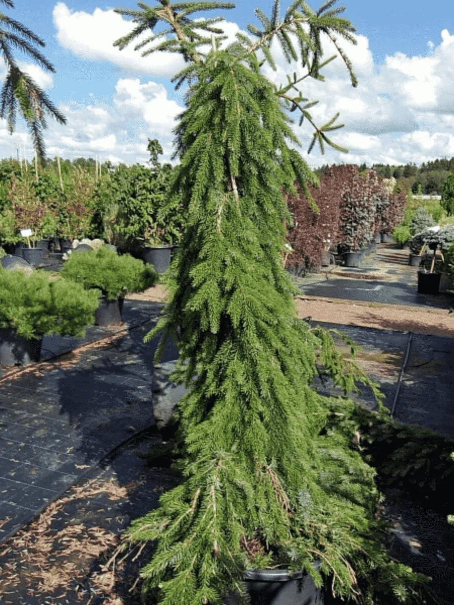 Ель сербская Pendula