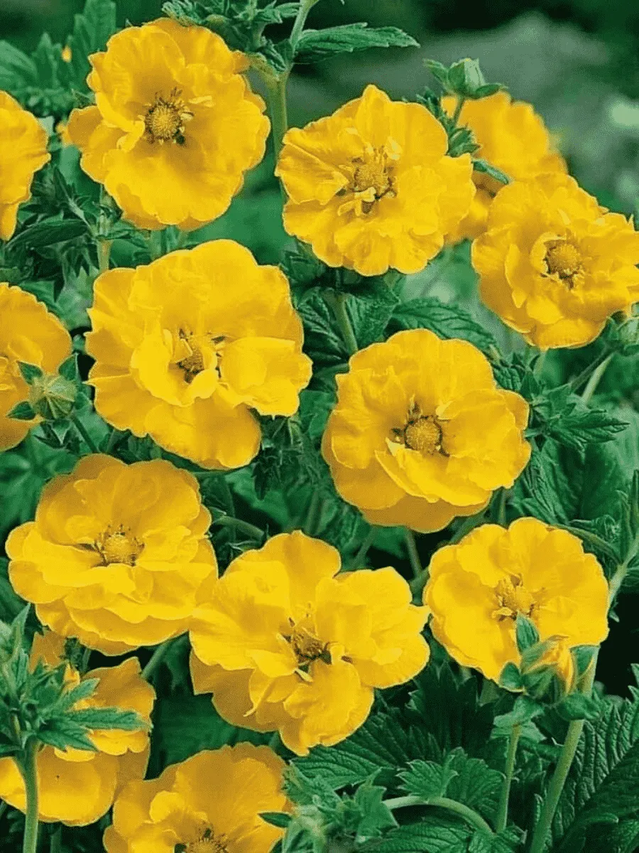 Гравилат чилийский Goldball