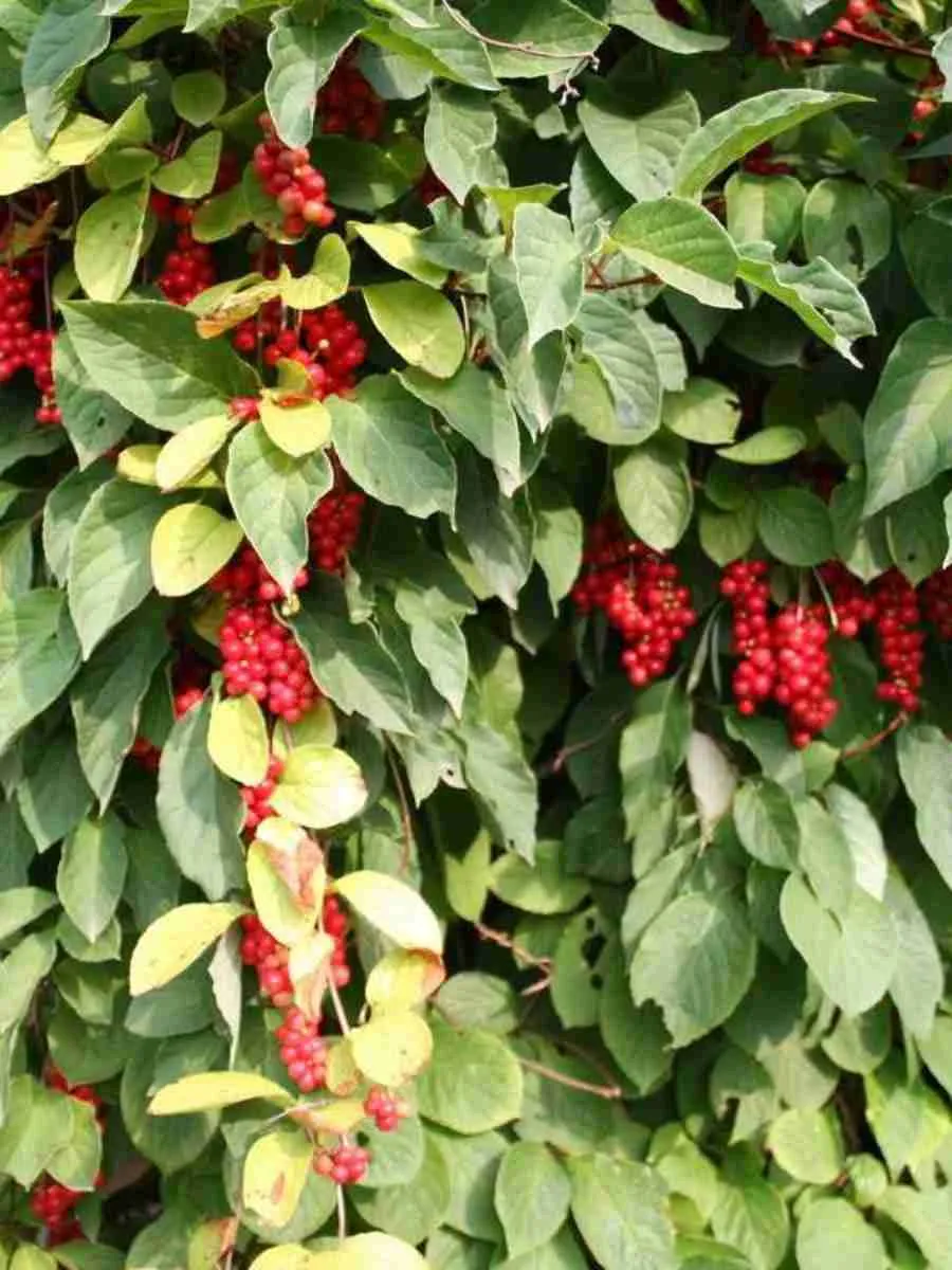 Лимонник китайский