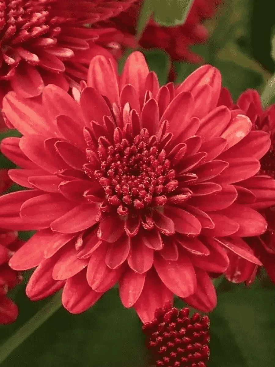 Хризантема мелкоцветковая Lilian Hoek Red