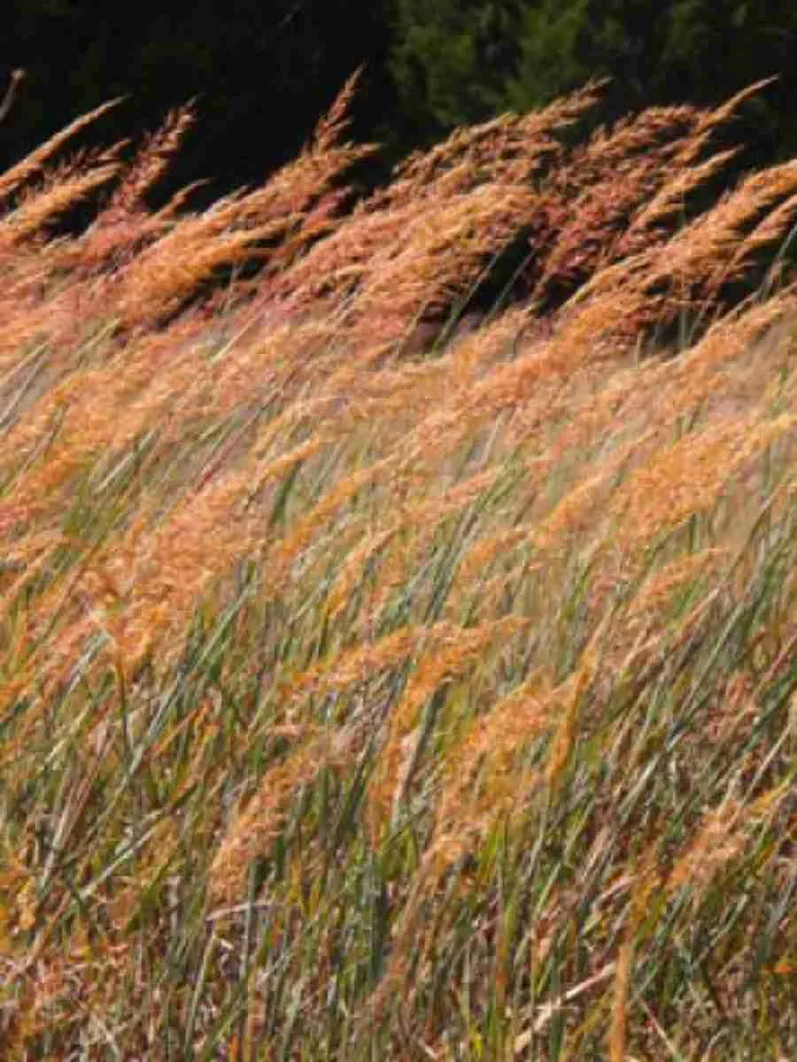 Сорговник колеблющийся